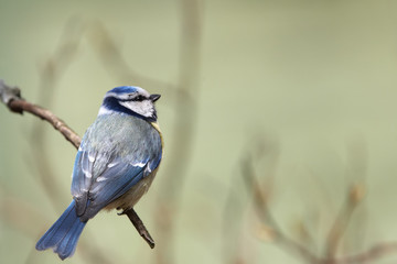 Obraz premium Blue tit