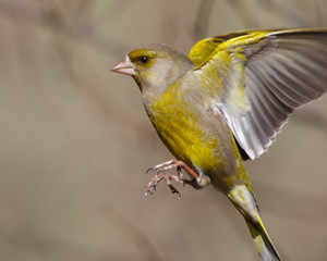 Obraz premium Greenfinch in flight