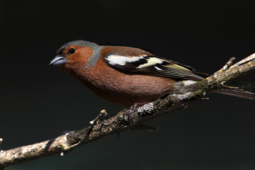 Chaffinch portrait