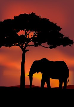 African Sunset background with elephant