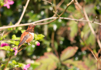 Hummingbird sitting on branch
