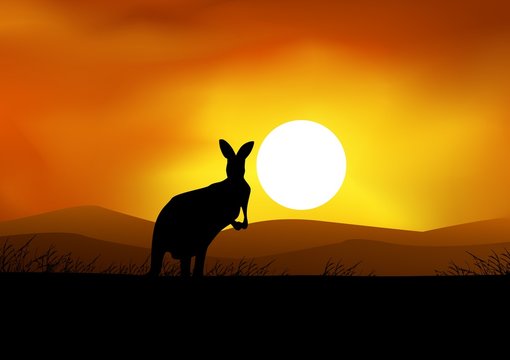 Kangaroo on the sunset background