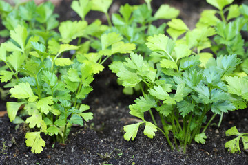 Parsley