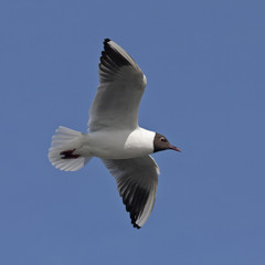 Black-headed gull flying on the blue sky