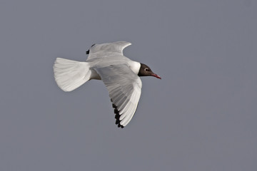 Black-headed gull flying on the sky