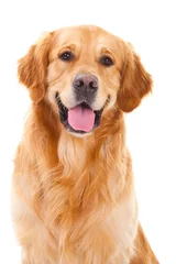 Foto op Plexiglas Hond golden retriever hond zittend op geïsoleerde white