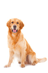 golden retriever dog sitting on isolated  white - 41206409