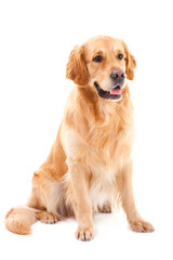 golden retriever dog sitting on isolated  white - obrazy, fototapety, plakaty