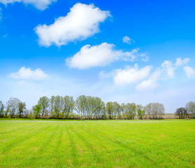 Fototapeta premium field