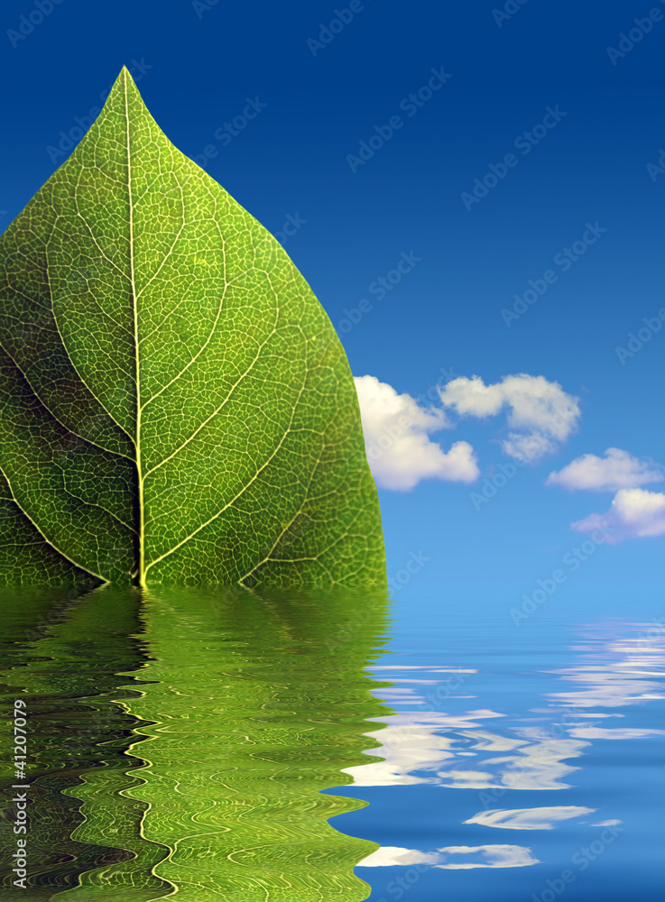 Wall mural Green leaf abstract