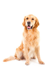 golden retriever dog sitting on isolated  white - 41207000