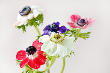 anemone flowers