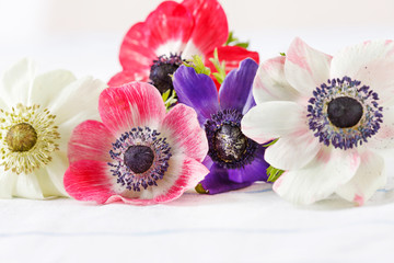 Fototapeta na wymiar Anemone flowers