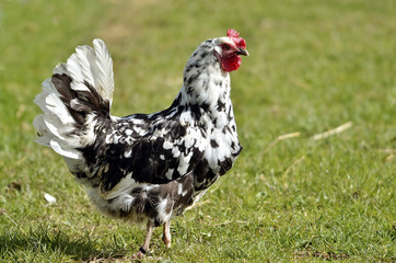 Naklejka na ściany i meble Black and white hen (Gallus) standing on grass