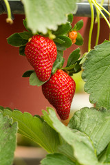 Strawberry plant