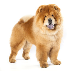 Chines chow chow dog isolated on a white background - obrazy, fototapety, plakaty