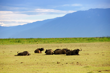 Cape race buffalo