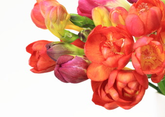 フリージアの花束freesia