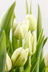 Obraz na płótnie Canvas zielone tulipany