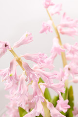 Naklejka premium hyacinth flowers