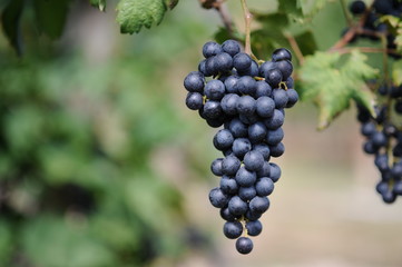 Grappoli di uva nera