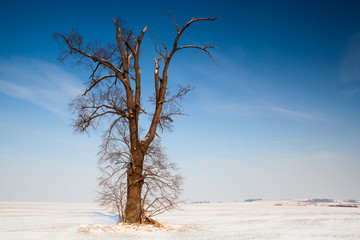 Memorable oak on the field in winter