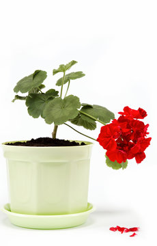 Beautiful red geranium in a flower pot on a white background.