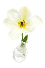 White tulip