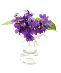 Naklejka na ściany i meble Violets in a vase