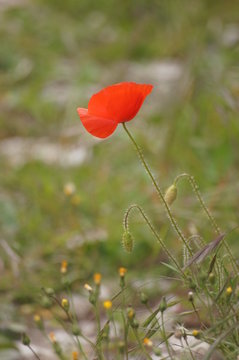 Coquelicot
