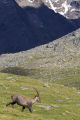 Portrait of young ibex in the Alps