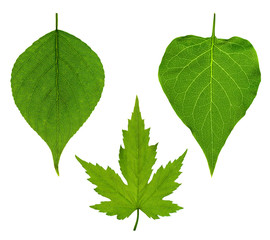 collage of three leaves