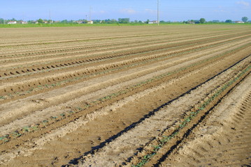 rows of green seedling in a tomatoes field