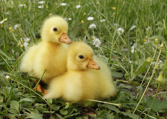 Two goose chicks goslings