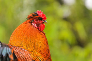 Bantam Cockerel
