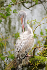 Fototapeta premium Pink-backed Pelican