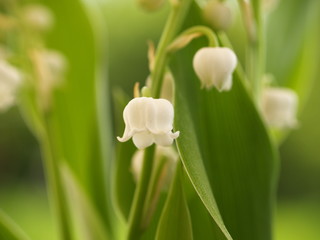 Muguet