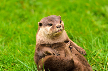 Asian Short Clawed Otter