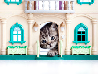 kitten looking out toy house door