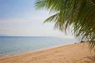 Fototapeta premium palm trees against the blue sky