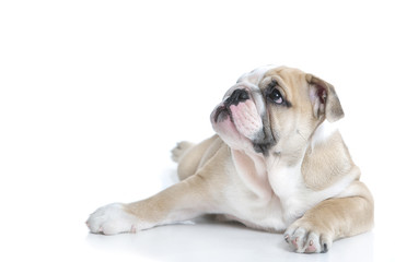Cute english bulldog puppy isolated © Tatiana Katsai
