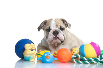 Playful english bulldog puppy with toys © Tatiana Katsai
