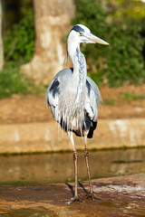 Gray heron