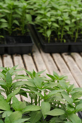 Vivaio_piante per l'orto in vasi