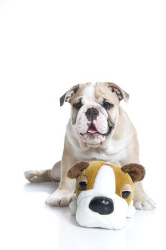 Cute English bulldog puppy with a toy bulldog