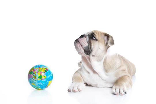 Smart english bulldog puppy with a toy globe
