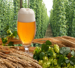 beer
