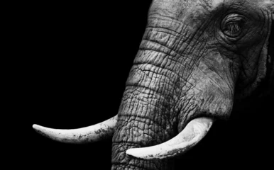 Möbelaufkleber Afrikanischer Elefant hautnah © donvanstaden