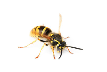 wasp isolated on white background