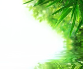 Fototapeta na wymiar Zen Las Bamboo, słońce i woda.